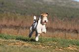 FOX TERRIER 477